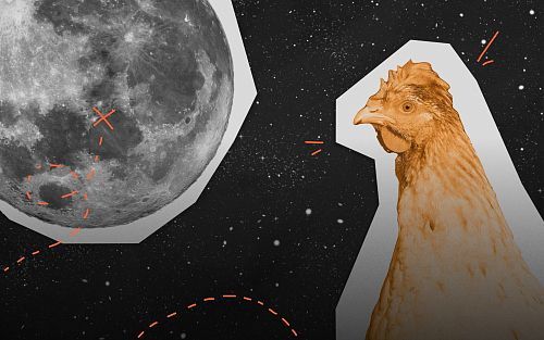 MAI created the project of a chicken farm for Russian base on the Moon